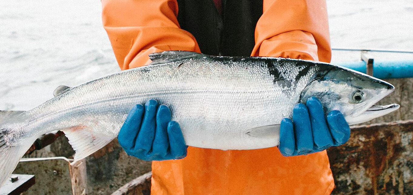 Keta salmon